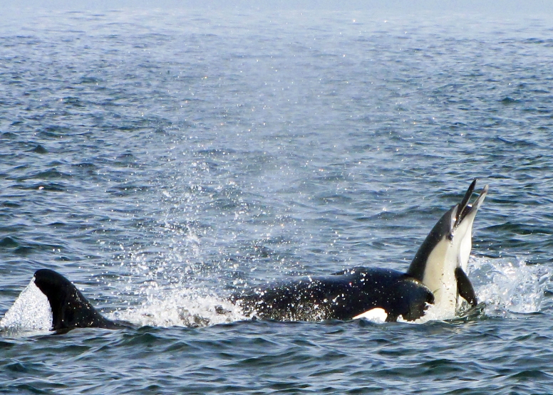 Cape Town Whale Watching Trip image 13