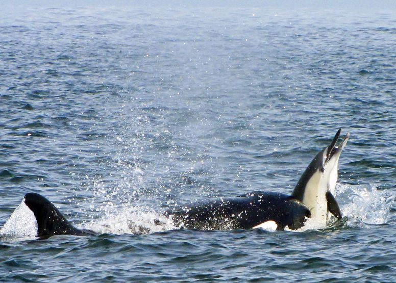 Cape Town Whale Watching Trip image 13