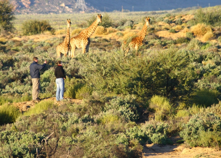 One Day Safari at Inverdoorn Safari Lodge & Game Reserve image 6