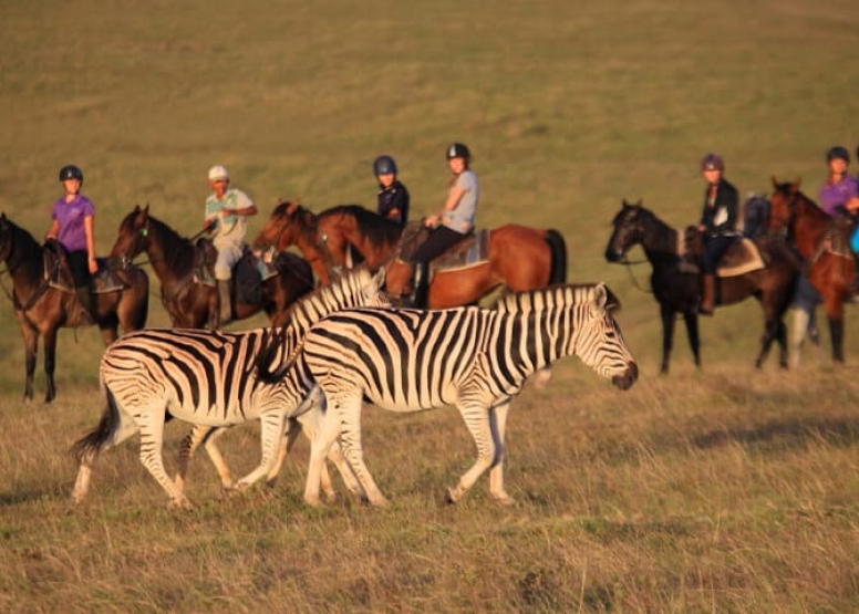 1 Hour Guided Horse Back Safari Beginners image 1