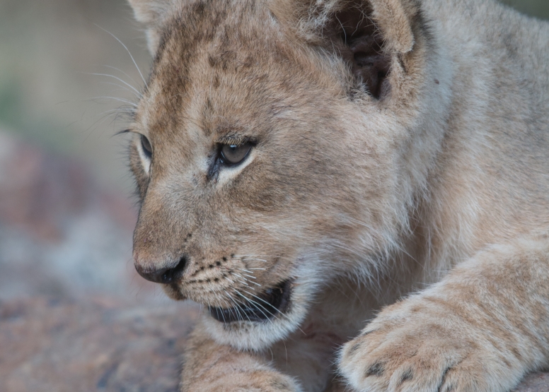 Manyoni Walking Safari (3-4 hrs) image 2