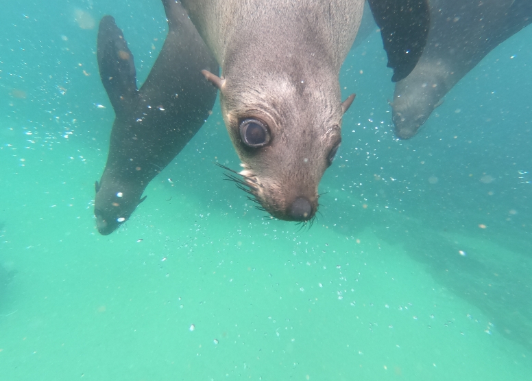 Seal Swimming image 13