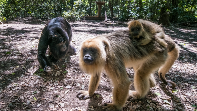 Monkeyland and Birds of Eden image 3