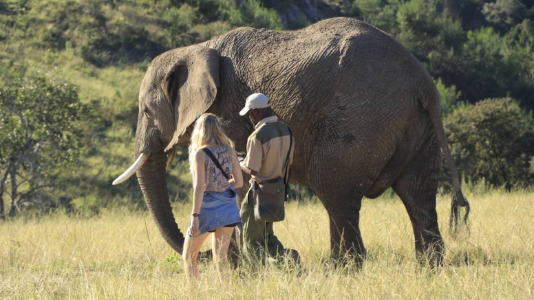 Morning Elephant Walk image 1