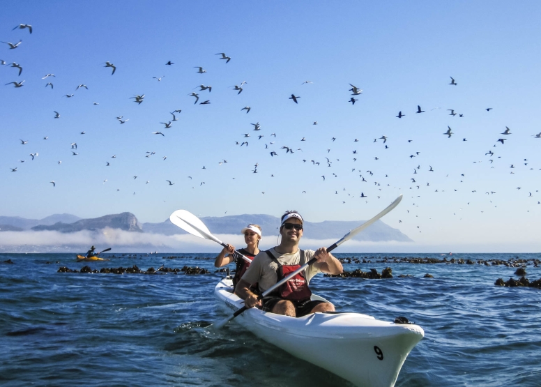 Penguin Kayak Trip image 3