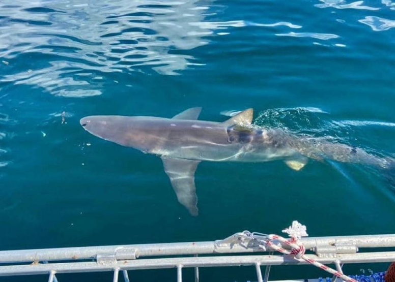 Cape Town Shark Cage Diving image 8