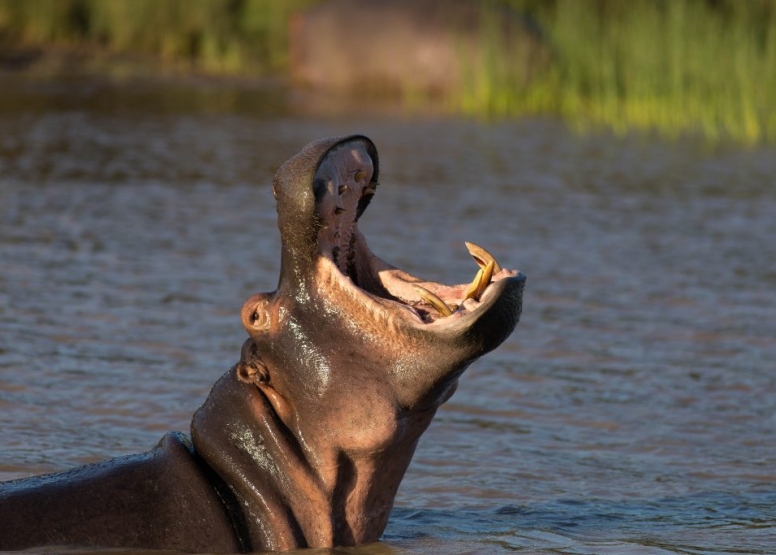 Hippo & Croc Boat Cruise image 1