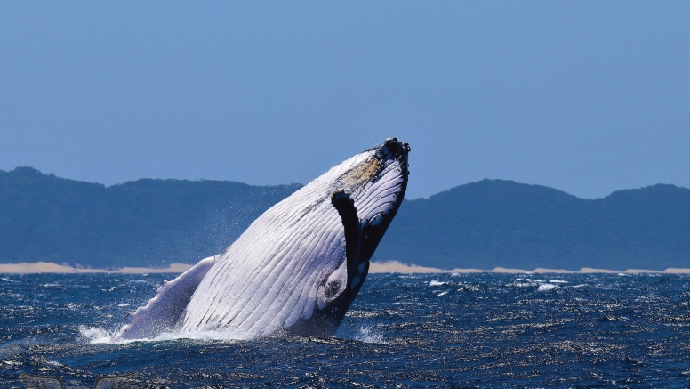 Whale & Dolphin Watching image 1