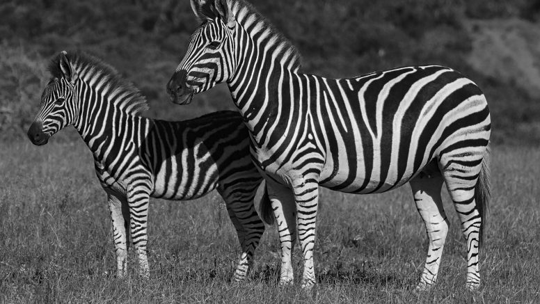 Addo Elephant Nat Park Game Drive image 3