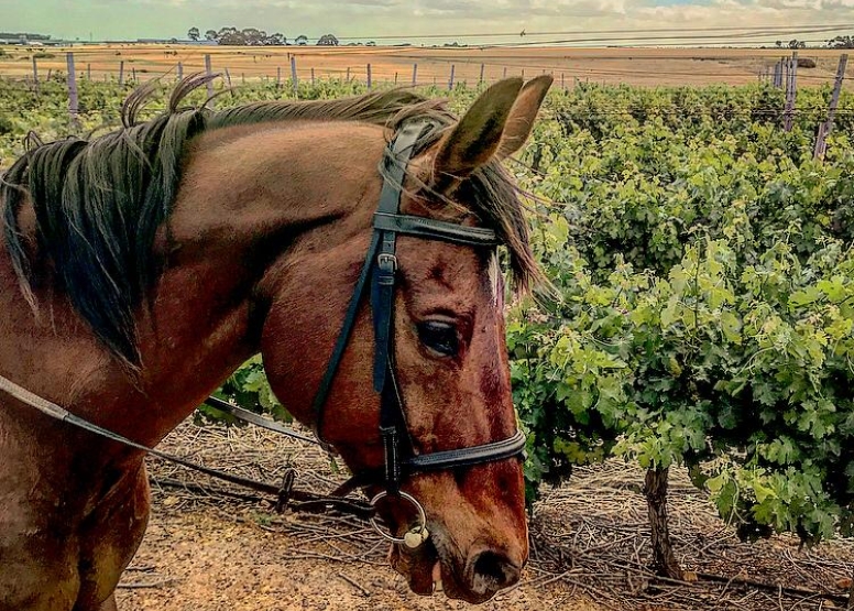 2 HOUR VINEYARD RIDE image 4