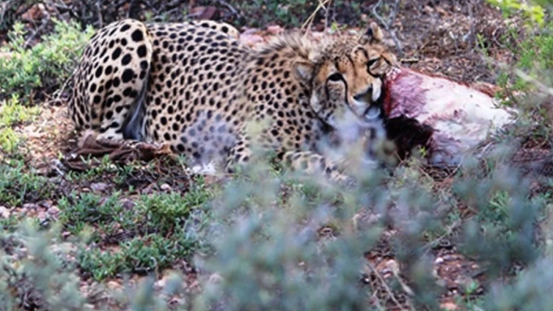 Free Roaming Cheetah Experience image 2