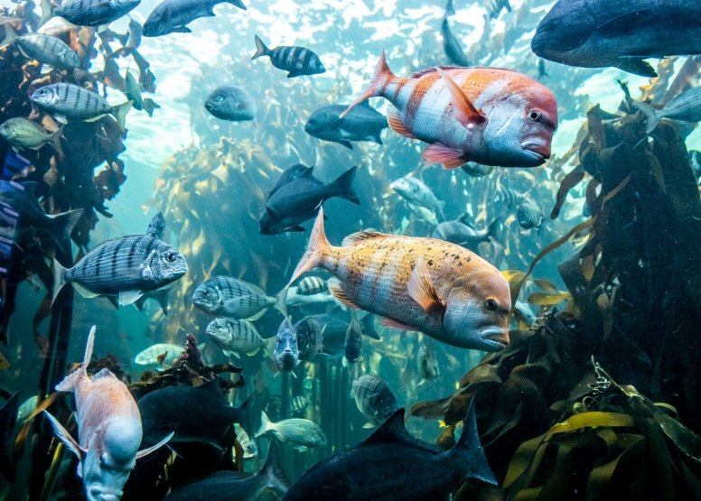 Two Oceans Aquarium Day Visit image 14