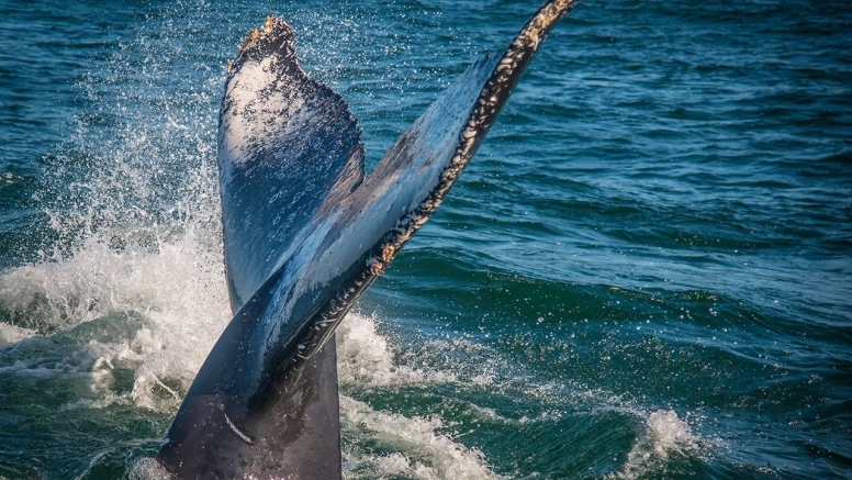 Knysna Whale Watching - Close Encounters image 9