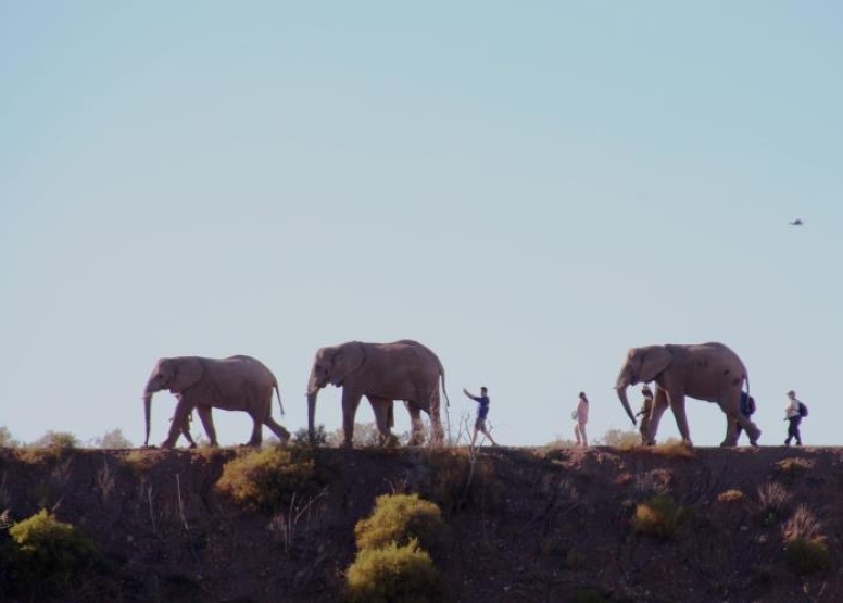 Elephant Experience image 3