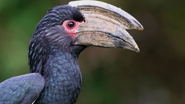 Mkuze River Bird Walk image 5