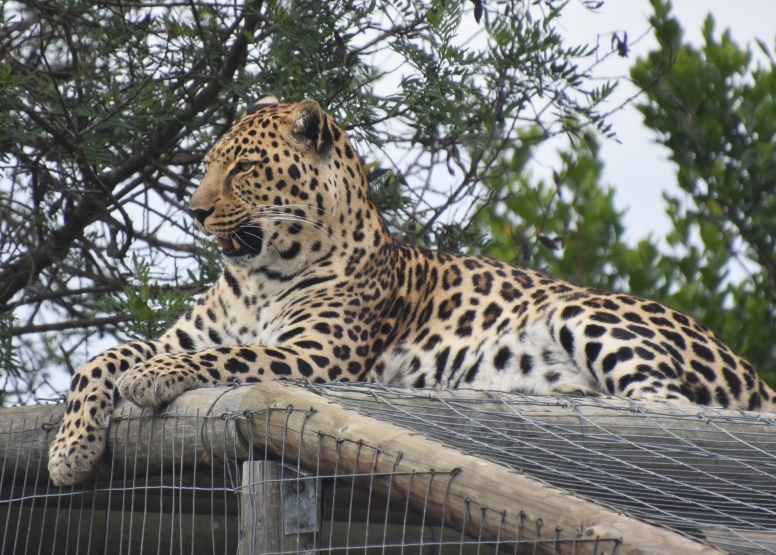 Wild Cat Experience image 4