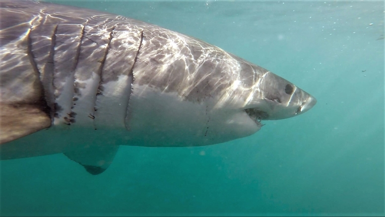 Shark Cage Diving in Gansbaai with White Shark Diving Company image 5