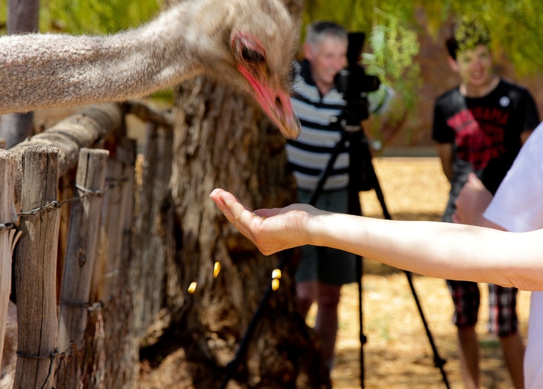 Traditional Ostrich Tour image 2