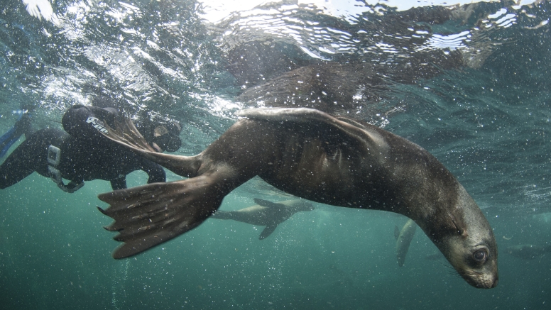 Swim with Seals image 15