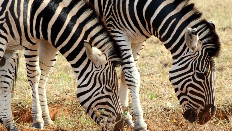 Addo Elephant Park Full Day Safari image 3