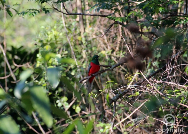 The Hidden Forest Wildlife Sanctuary image 12