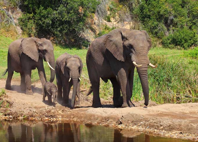 Sundowner Guided Game Drives image 2