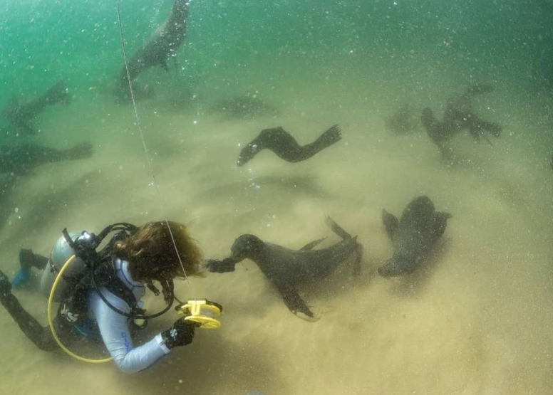 Seal Scuba Dive image 2