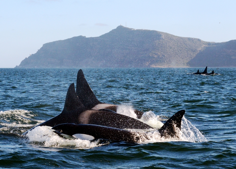 Cape Town Whale Watching Trip image 3