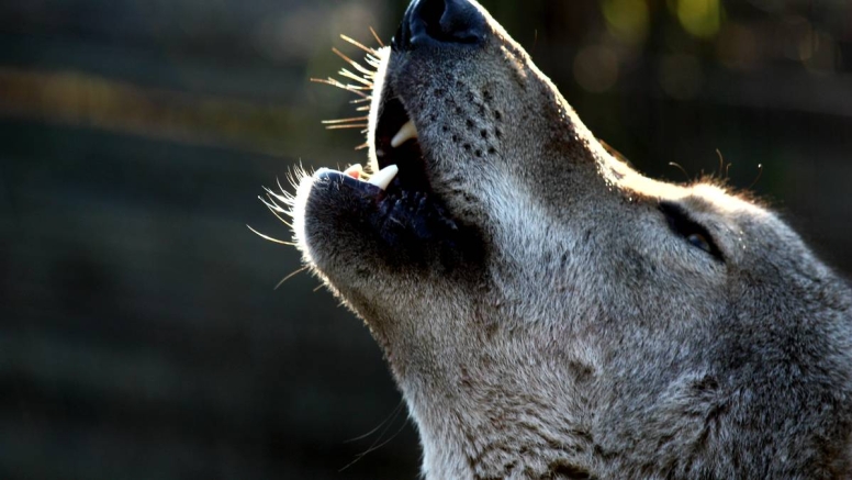 Tsitsikamma Wolf Sanctuary image 1