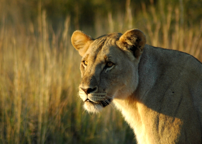 Private Game Drive Sun City - 10 Seater image 4