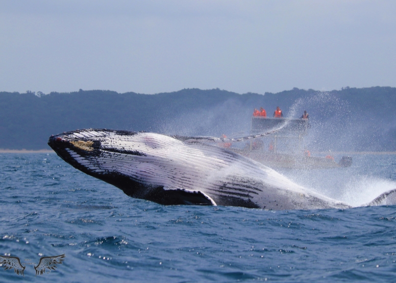Whale & Dolphin Watching image 2