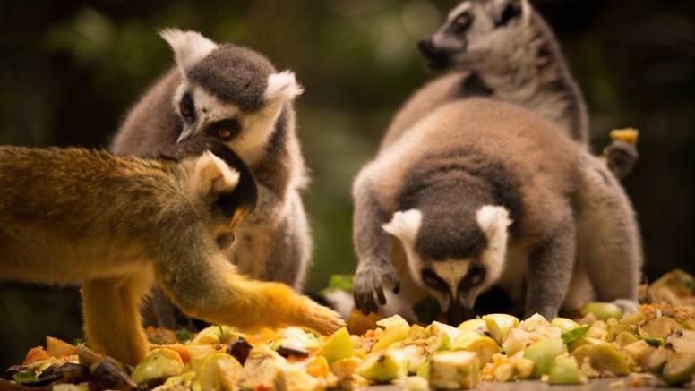 The Hidden Forest Wildlife Sanctuary image 1