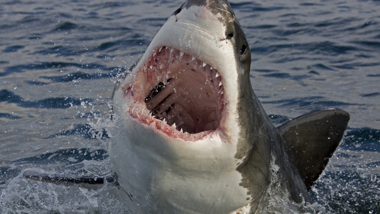 Shark Cage Diving Cape Town image 4