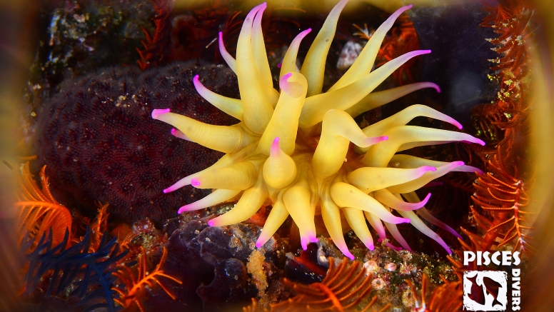 Guided Shore Dives Cape Town image 1