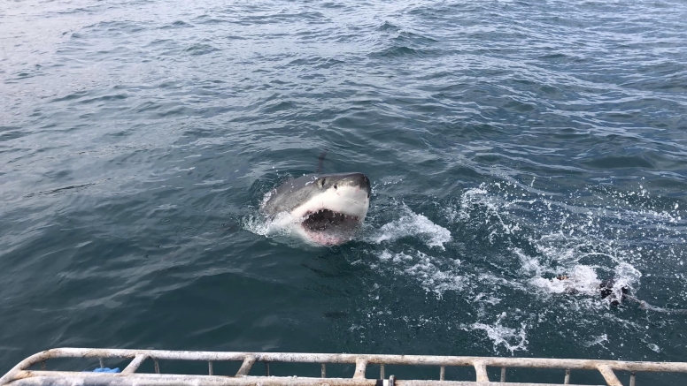 Shark Cage Diving Mossel Bay image 7