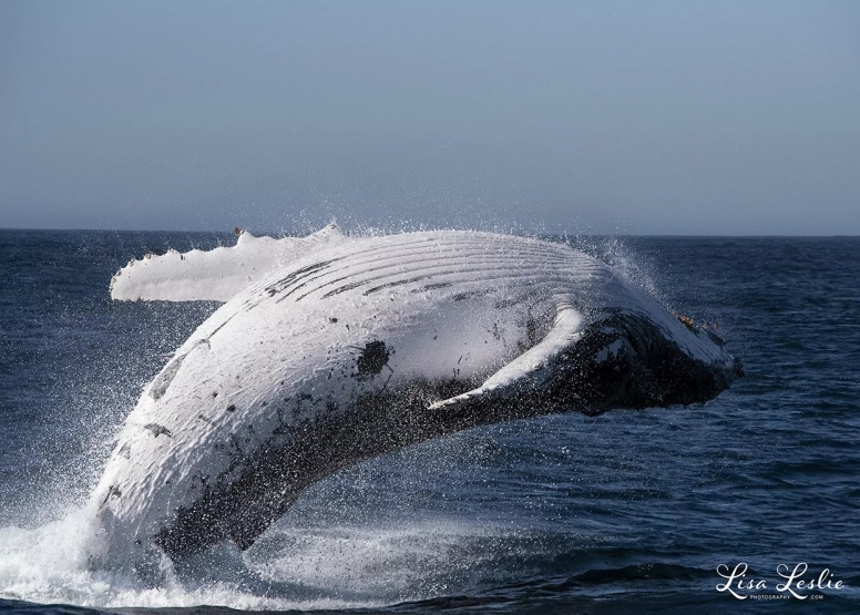 Knysna Whale Watching - Close Encounters image 7