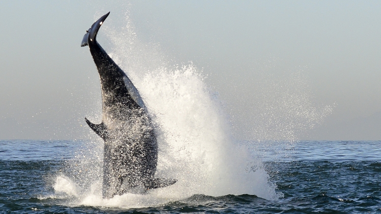 Cape Town Whale Watching Trip image 18