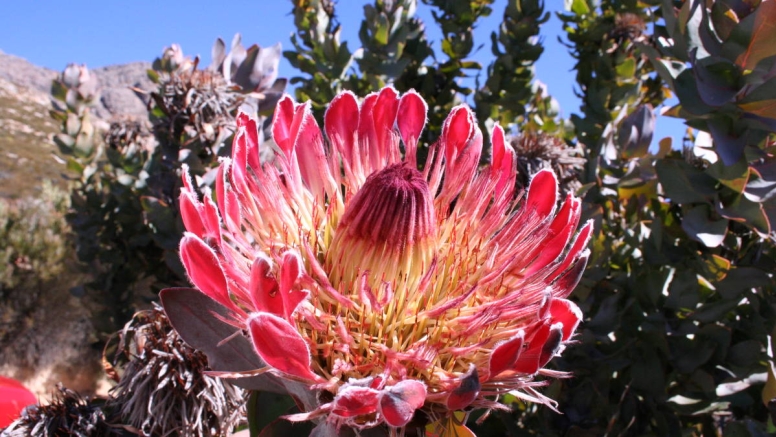 Swartberg Hiking Trail image 1