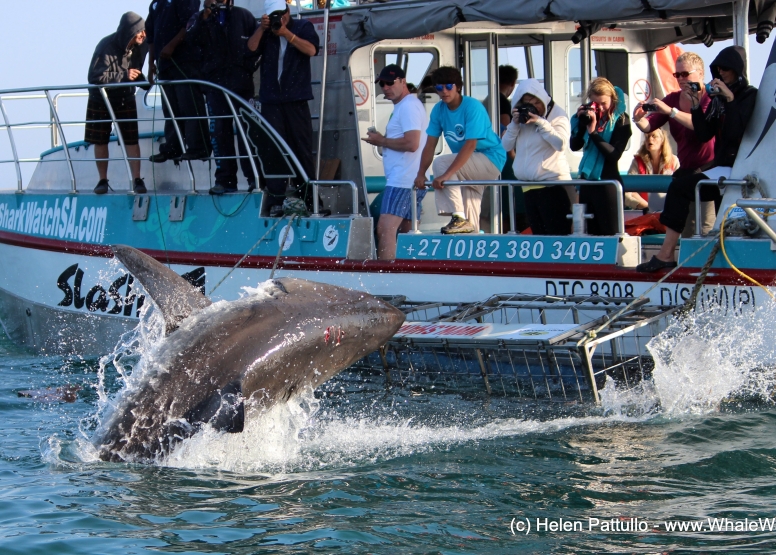 Shark Cage Diving Gansbaai with return transfer from Hermanus image 3