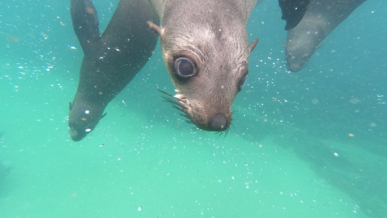 Seal Swimming image 13