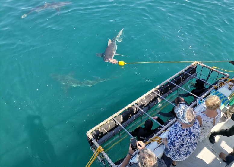 Gansbaai Shark Cage Diving Tour image 1