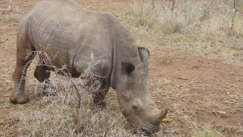 Little Bush Baby’s Big 5 Safari Adventure - full day image 3