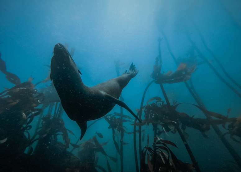 Scuba for science image 9