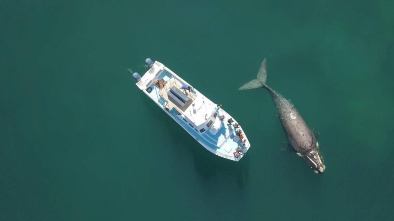Whale Watching Experience Gansbaai image 2