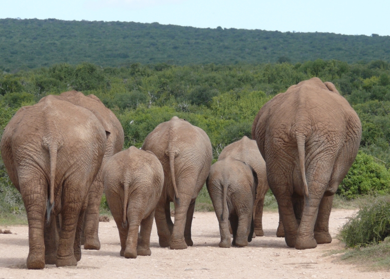 Addo Elephant Nat Park Game Drive image 1