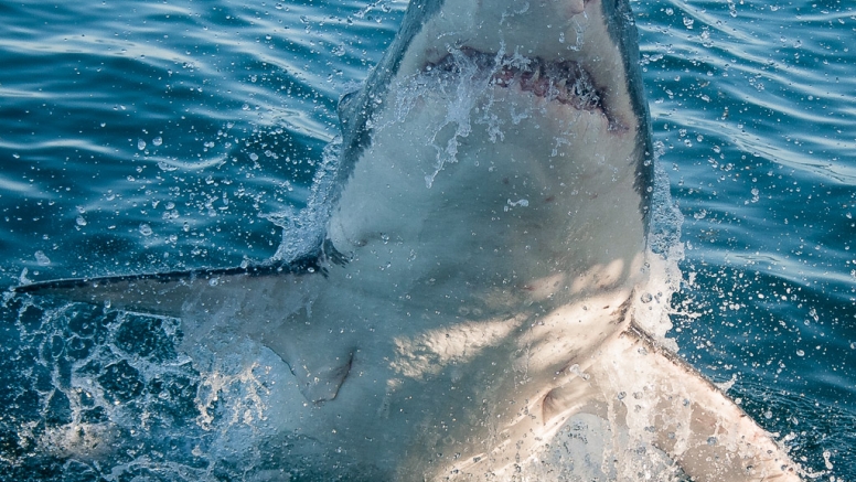 Shark Cage Diving in Gansbaai image 9