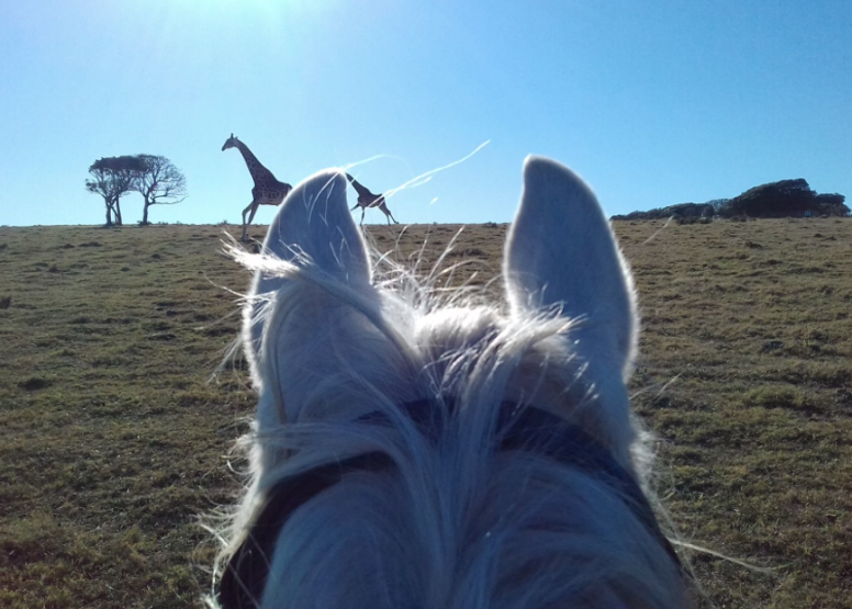 Kariega River Horse Ride image 4