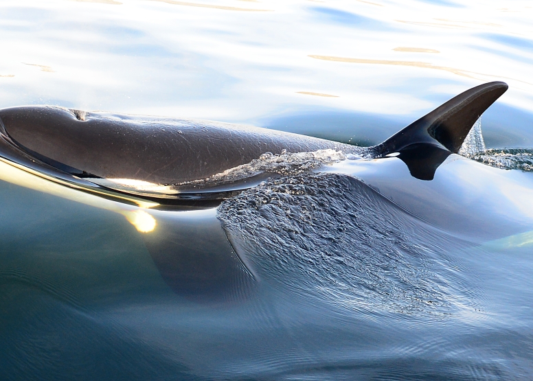 Cape Town Whale Watching Trip image 19