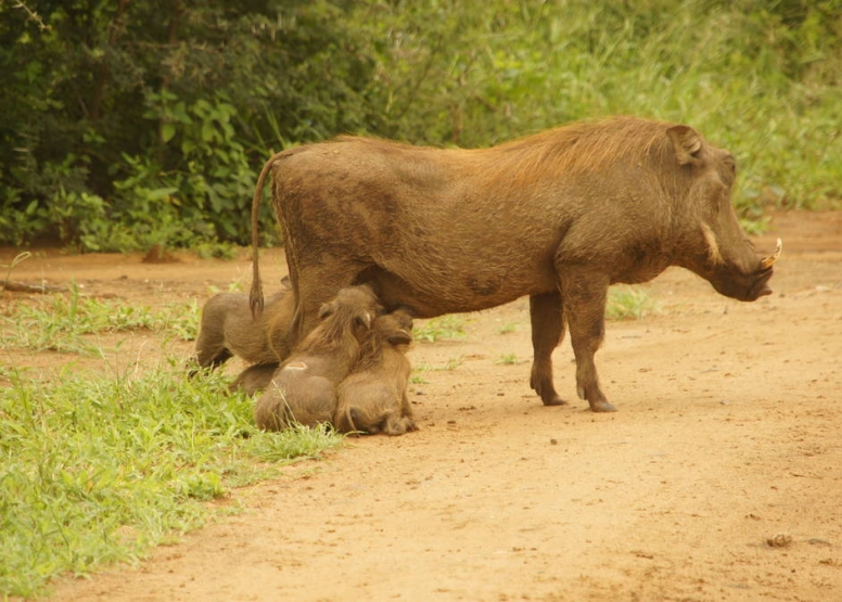 Big 5 Safari Hluhluwe-iMfolozi Park Private Tour Full Day image 3