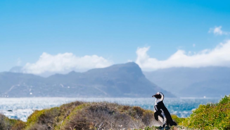 Combo Marine Wildlife Cruise + Cape Point pm image 3